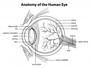 human-eye